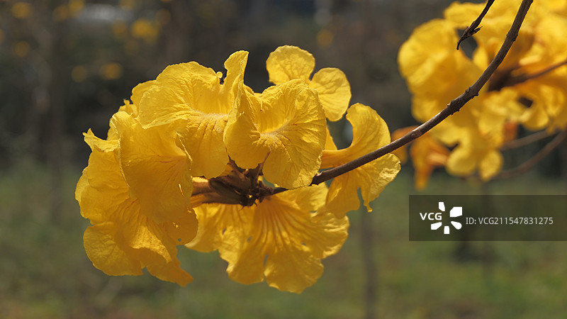黄花风铃木、荷花图片素材