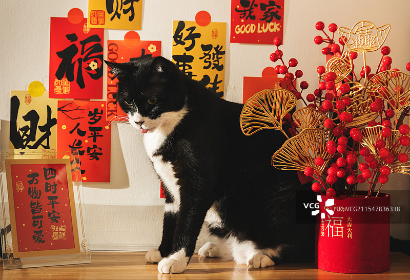 喜庆过节招财猫图片素材