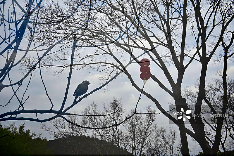 树上的北红尾鸲与红灯笼图片素材