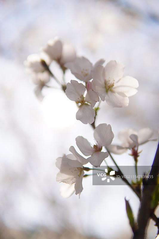 泽雅樱花图片素材