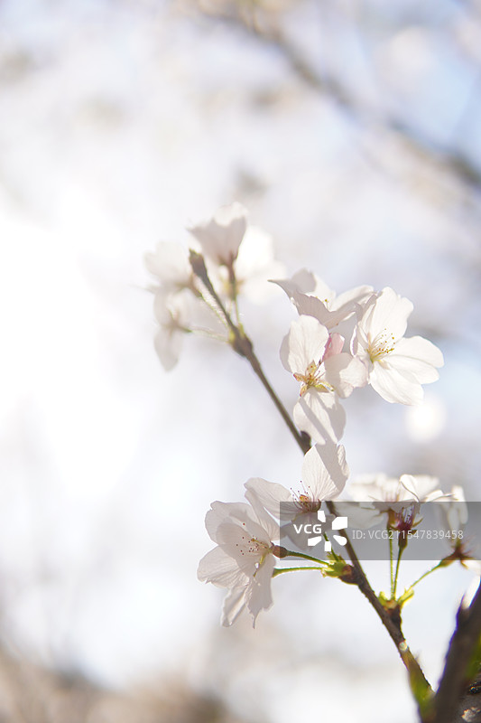 泽雅樱花图片素材