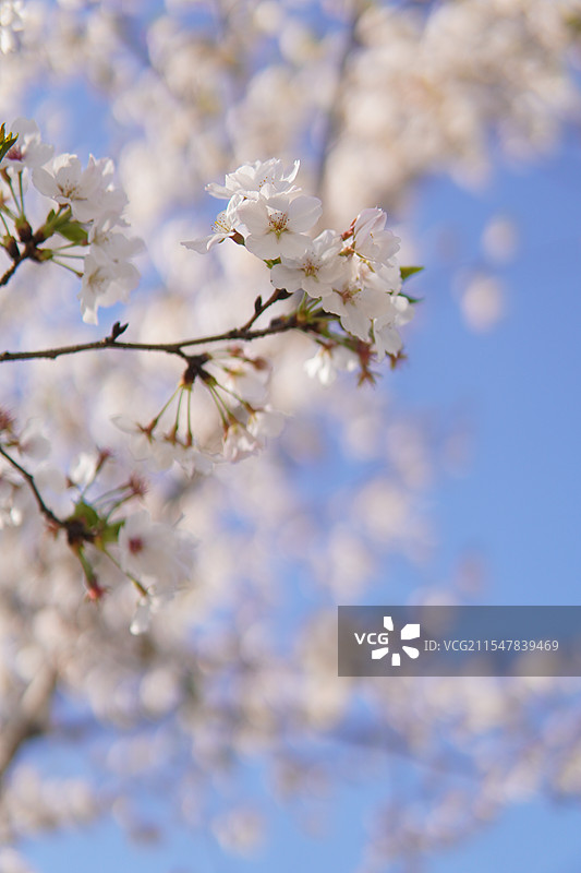 泽雅樱花图片素材