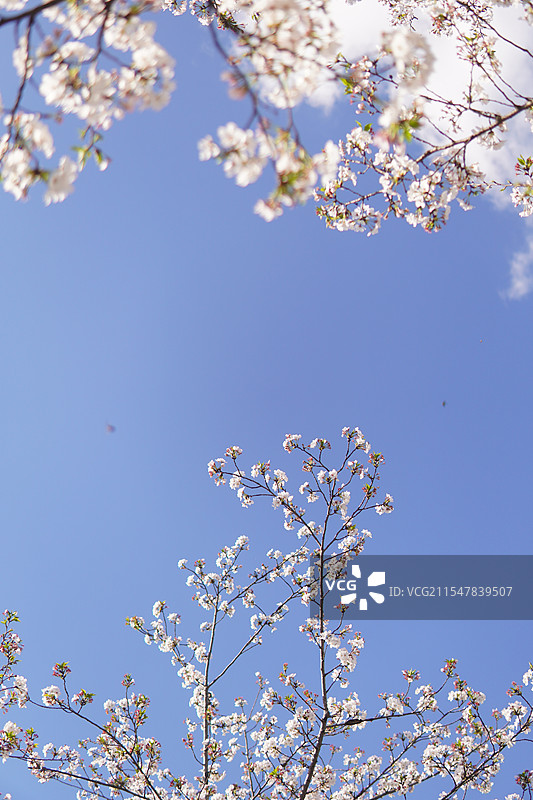 泽雅樱花图片素材