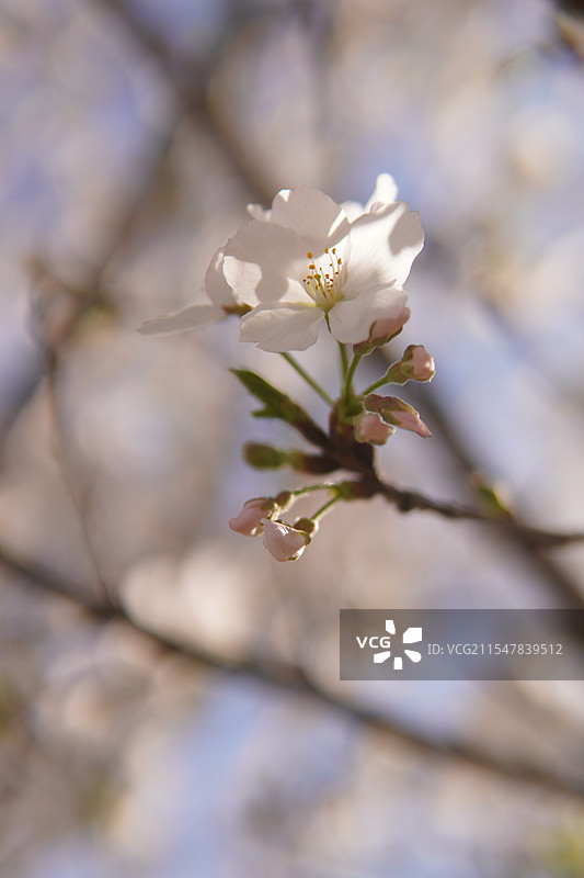 泽雅樱花图片素材
