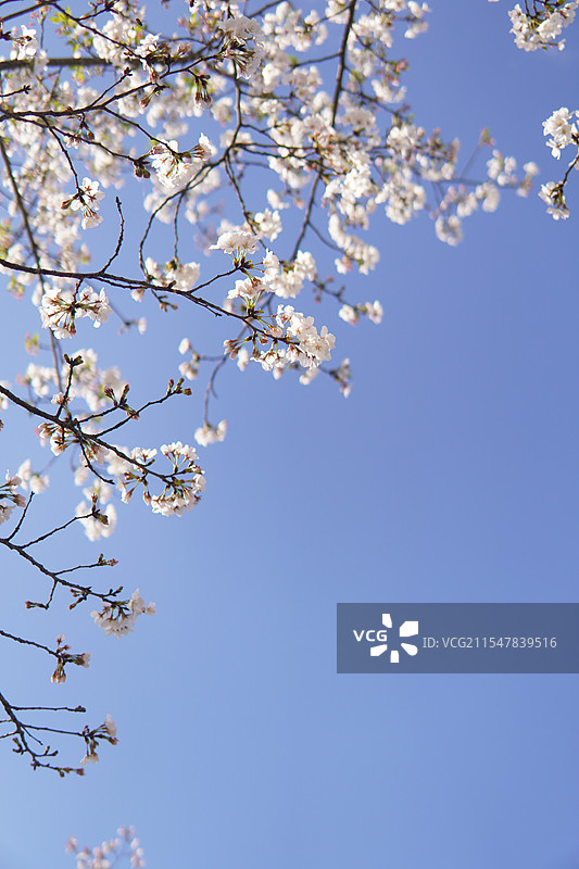泽雅樱花图片素材