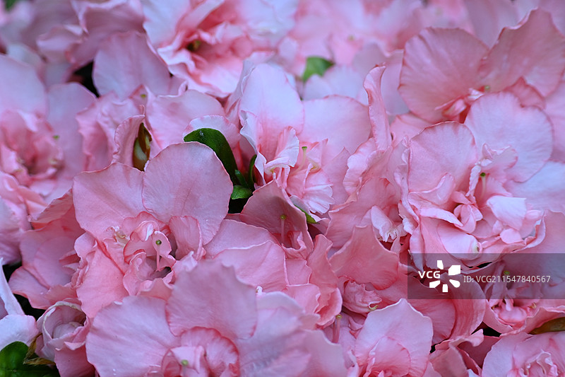 粉红色花朵的全帧拍摄图片素材