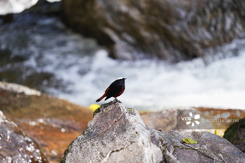 飞涧与白顶溪鸲图片素材