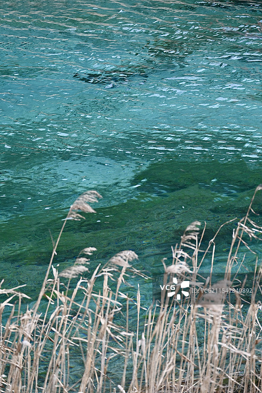 九寨沟芦苇海图片素材