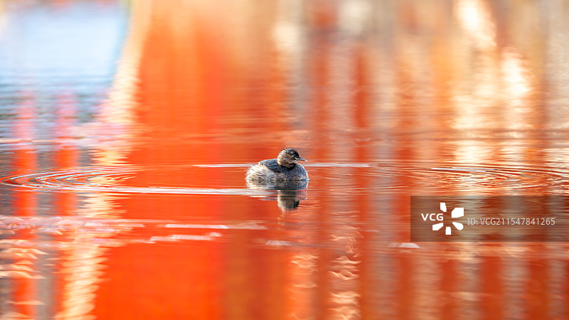 武汉东湖小䴙䴘图片素材