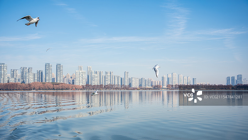 武汉东湖红嘴鸥图片素材