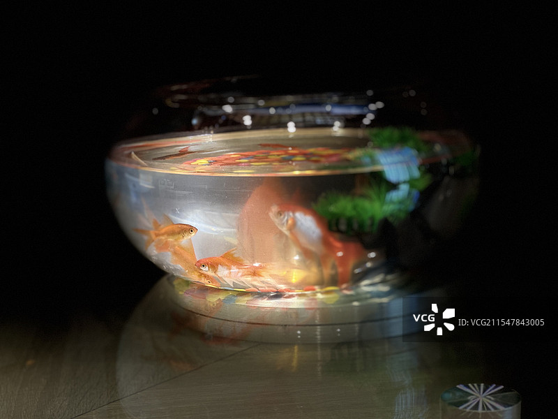 小鱼儿图片素材