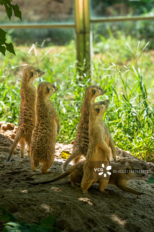 红山-狐獴图片素材