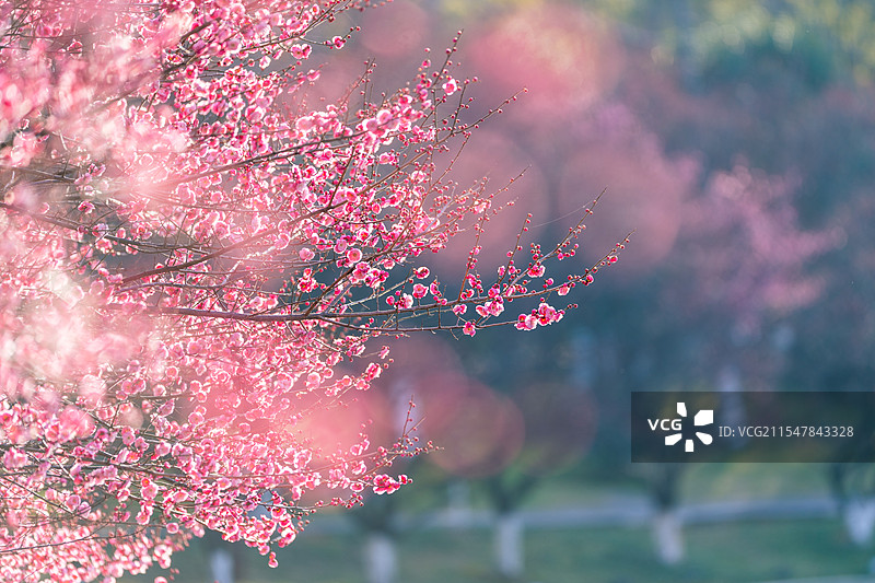 聊赠一枝春图片素材