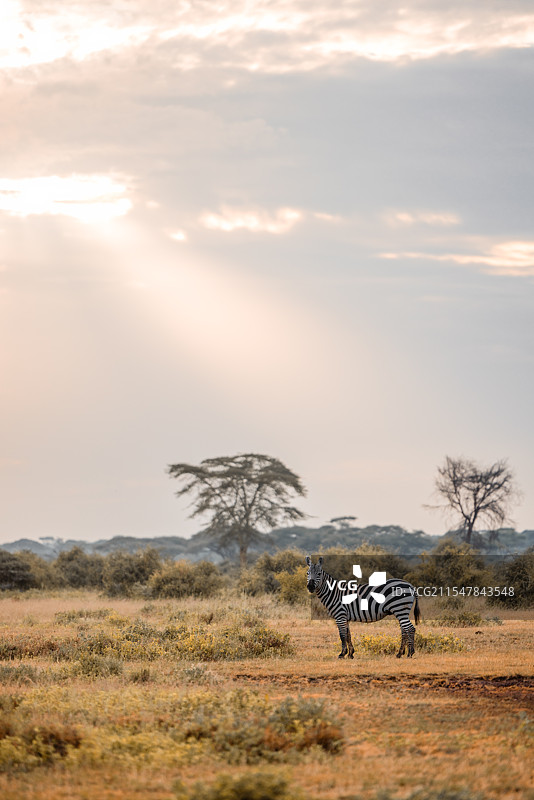 非洲肯尼亚马赛马拉国家公园斑马图片素材