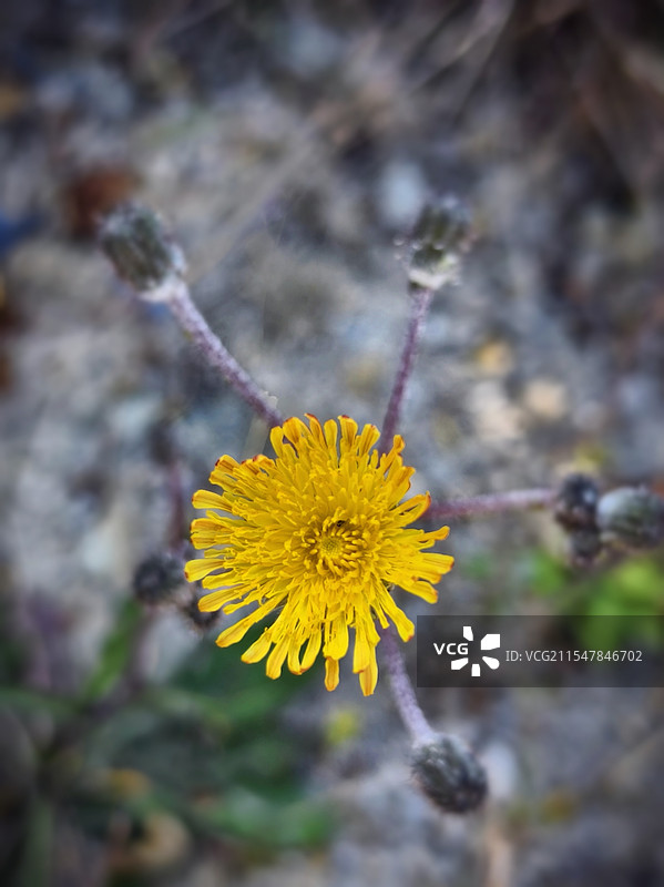 苦苣菜图片素材