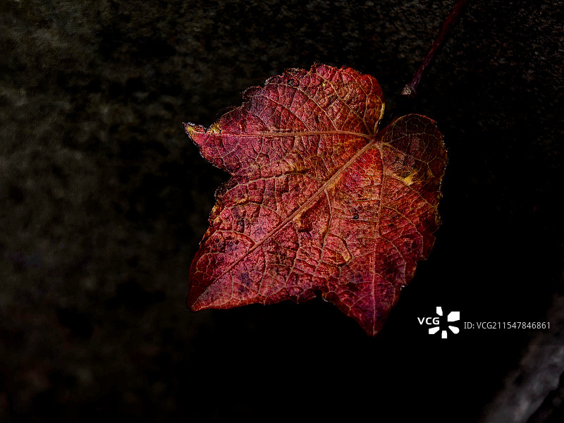 掉落地锦图片素材