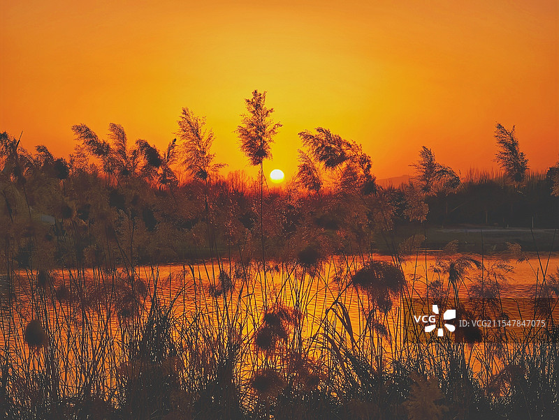 鹤壁淇河、晚霞时分芦苇荡图片素材