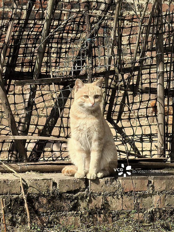乡野里的橘猫图片素材