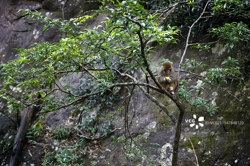 广西贺州市姑婆山的猴子图片素材