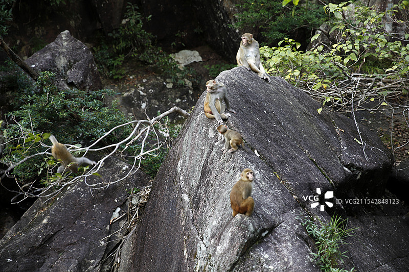 广西贺州市姑婆山的猴子图片素材