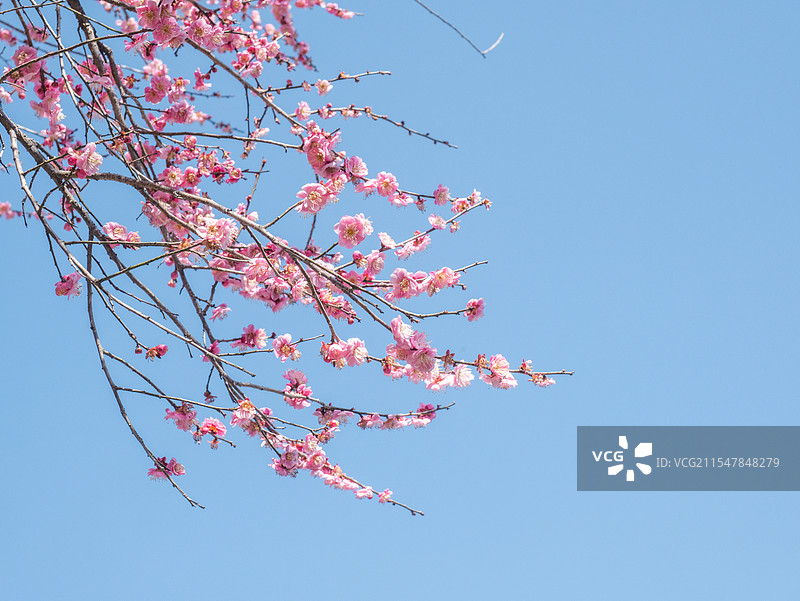 晴空下的粉色梅花绽放图片素材