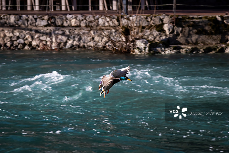 欧洲巴尔干半岛莫斯塔尔修道院建筑河流山谷风光野鸭全景图片素材
