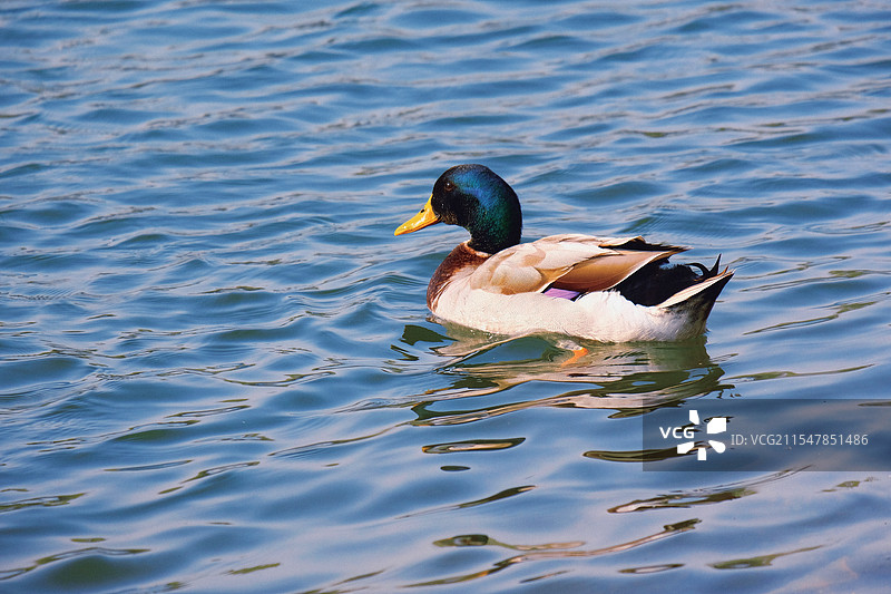 河水中快乐游泳的绿头野鸭。绿头鸭图片素材