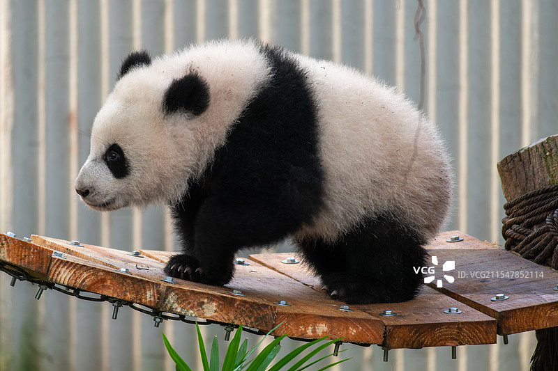 重庆动物园大熊猫“好奇”的幼崽“奇三妹”图片素材