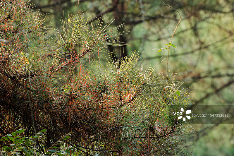 春天之前的林间夕阳图片素材