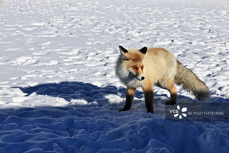 雪地狐狸图片素材