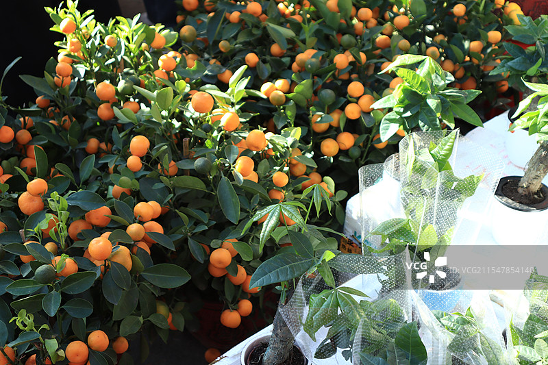 花街的桔子图片素材