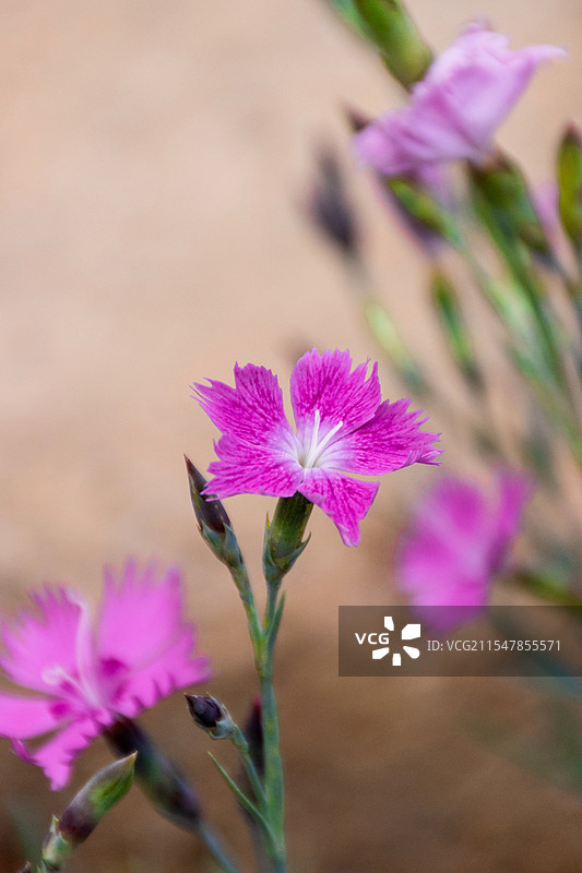 瞿麦 石竹 春天 花卉图片素材