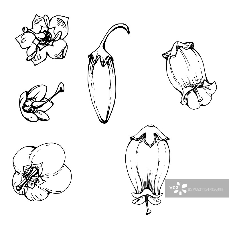 石楠、蓝莓、白色和细线铃花花蕾图片素材