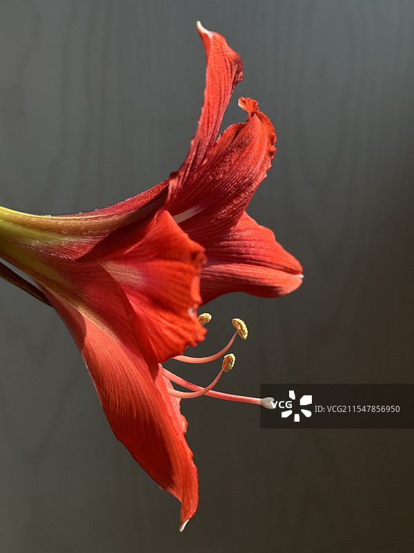 盛开的朱顶红图片素材