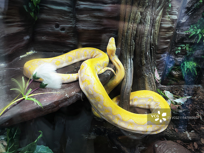 杭州市动物园黄金蟒图片素材