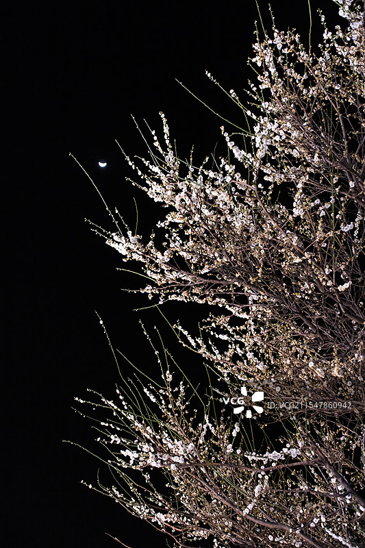 云南丽江白沙古镇，新月照白梅花图片素材