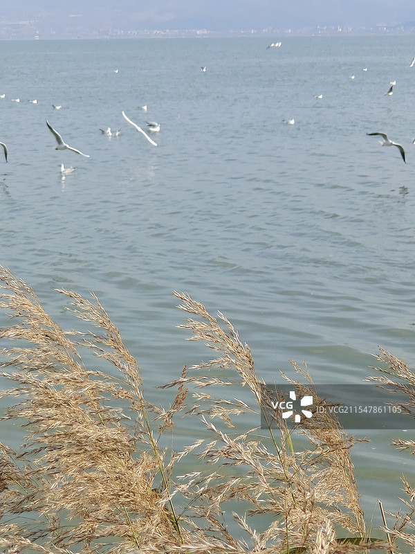 芦苇与海鸥图片素材