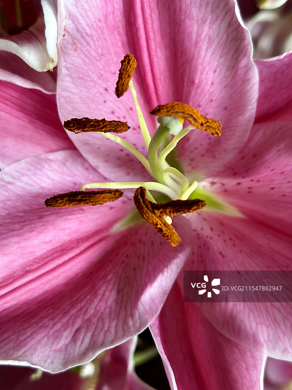 盛开的百合图片素材