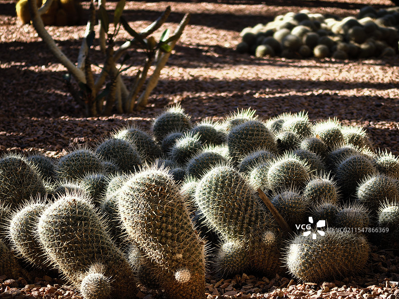 仙人掌图片素材