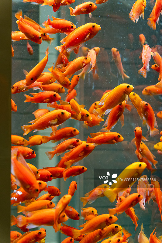 透明鱼缸里的锦鲤游泳图片素材