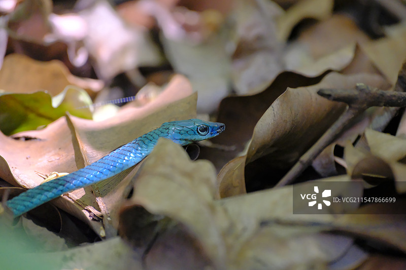 蓝色的蛇图片素材