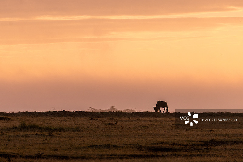非洲马赛马拉塞伦盖蒂safari草原日出剪影图片素材