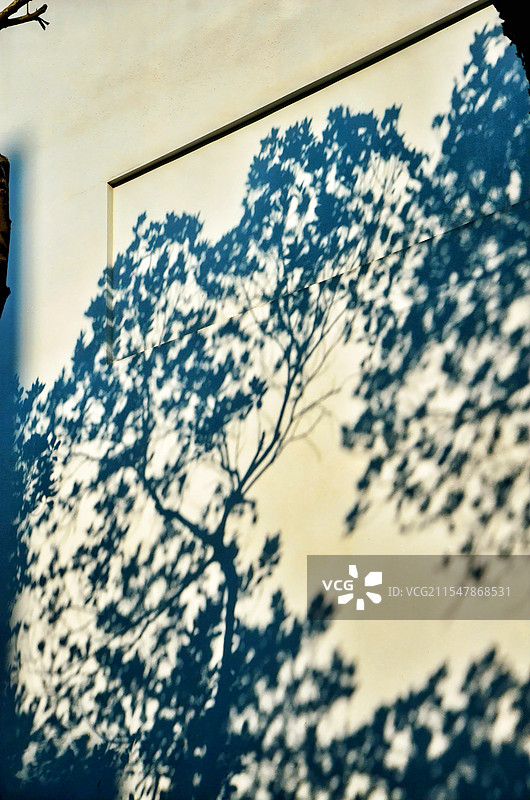 树影成画图片素材