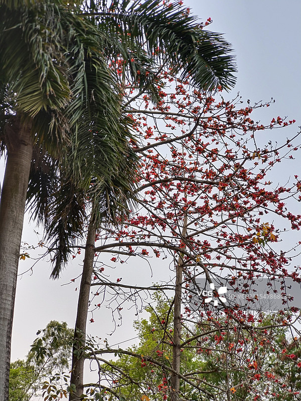 木棉花图片素材