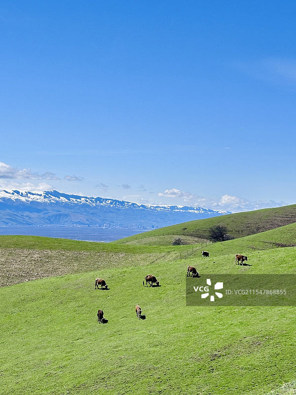 新疆·伊犁·吐尔根杏花沟图片素材