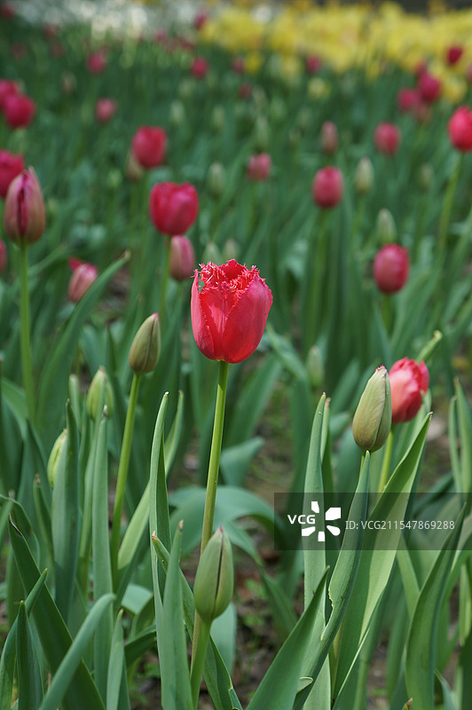 武汉植物园郁金香图片素材