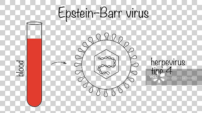 埃普斯坦-巴尔病毒图片素材