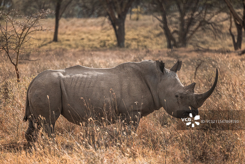 非洲马赛马拉纳库鲁安博赛利犀牛图片素材