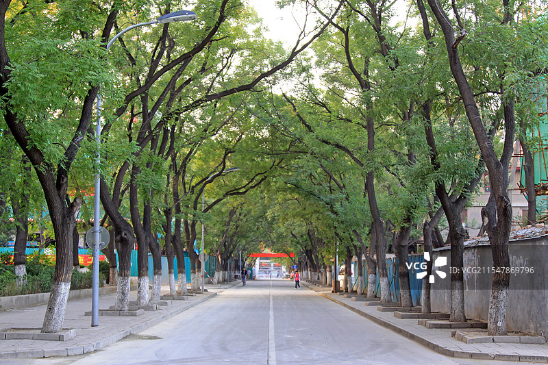 北京城市林荫路图片素材