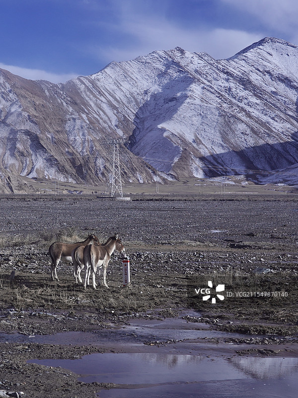 青海格尔木市可可西里的藏野驴图片素材